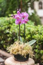 Vaso de plástico para Orquídea nº 02 preto 14,5 x 11,5 x 7,5 cm - 6 unidades - Colibri
