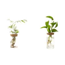 Vaso De Vidro Para Hidroponia Para Propagação De Plantas Em Mesa Decoração De Casa 1pc