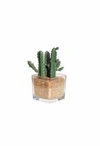 Vaso de Vidro Quadrado Cachepot com Suculenta Vaso de Vidro Quadrado Cachepot com Suculenta