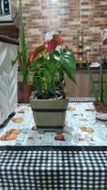 Vaso decorativo 19x18