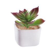 Vaso Decorativo de Ceramica 9cm Suculentas Sortidos