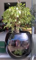 Vaso decorativo Oval Maior
