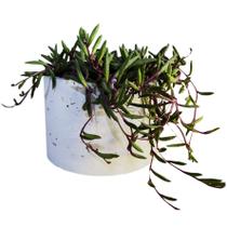 Vaso em Cimento Muniz Pequeno Branco- 14,5 x 9,5cm Vaso em Cimento Muniz Pequeno Branco- 14,5 x 9,5cm