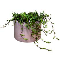 Vaso em Cimento Muniz Pequeno Terracota - 14,5 x 9,5cm Vaso em Cimento Muniz Pequeno Terracota - 14,5 x 9,5cm