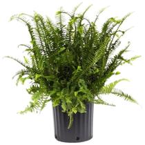 Vaso Fern American Plant Exchange Kimberly Queen de 25 cm