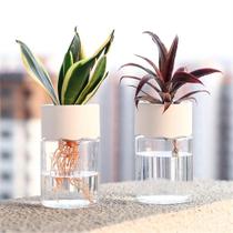 Vaso Hidropônico Mini Transparente Para Plantas Sem Solo, Decoração Para Casa Com Plantas Verdes Vaso Hidropônico Mini Transparente Para Plantas Sem Solo, Decoração Para Casa Com Plantas Verdes