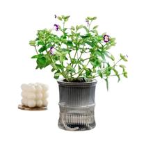 Vaso Hidropônico Transparente De Plástico Com Auto Irrigação Em Dupla Camada Para Escritório