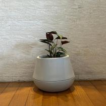 Vaso Intelligente Autoirrigável Brota Cuia Cimento 25x32 Vaso Intelligente Autoirrigável Brota Cuia Cimento 25x32