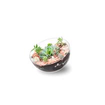 Vaso Lua Pequeno Vaso De Acrílico Terrário Orquídeas Vaso Lua Pequeno Vaso De Acrílico Terrário Orquídeas