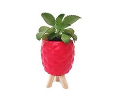 Vaso Miniatura Abacaxi Cor Vermelho Com Pezinho