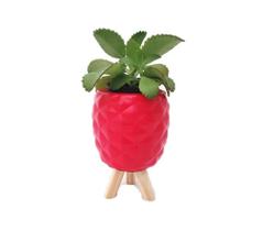 Vaso Miniatura Abacaxi Cor Vermelho Com Pezinho - Hp Decor