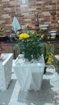Vaso onda 24X19