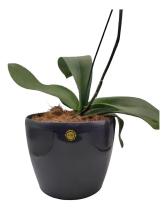 Vaso Para Plantas 8 Litros Laterais Reforçados