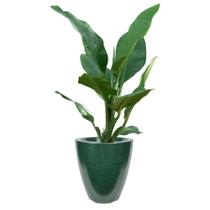 Vaso Para Plantas Verde Decorativo Em Polietileno Luxo Flores Sala Escritório Jardim