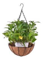 Vaso Pendurar 35cm Pendente Ferro Fibra Coco Natural Vaso Pendurar 35cm Pendente Ferro Fibra Coco Natural