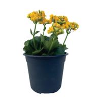 Vaso plástico linha tropical nº 02 Diametro de boca 17 cm x Altura 12 cm preto - 6 unidades