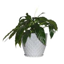 Vaso Polietileno para Plantas Jardim Sala Luxo Coluna Bojo Diamante 0 Cinza