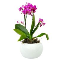 Vaso Queijo de Cerâmica 16,5x15,5x8,5 cm Decoração Criativa para Flores, Plantas e Arranjos