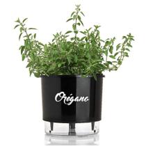 Vaso Raiz Auto Irrigável 16x14 Preto Orégano Anti Dengue