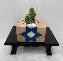 Vaso rustico luxo Terrario Individual de madeira com espelho frontal e cactos naturais