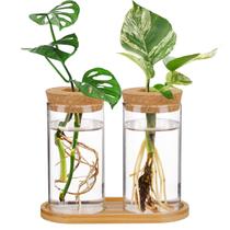 Vasos hidropônicos de vidro para terrário, 2 unidades - Propagação de plantas