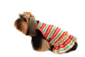 Vestido Alegria para Cachorro e Gato Pet