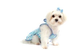 Vestido Índigo Blue para Cachorro e Gato Pet - Bichinho Chic