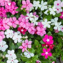 Vinca Rosea Sortida - 120mg De Sementes