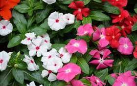 Vinca Sortida / Boa Noite - 220mg de Sementes/ Fácil Cultivo