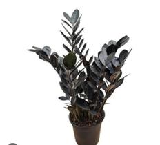 Zamioculca black adulta natural 45 cm - Green house