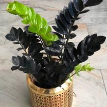 Zamioculca Black Queen - Planta Ornamental