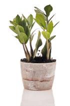 Zamioculca + Vaso Decorativo - Mini Plantas
