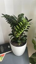 Zamioculca 'Zenzi' - Zamioculcas zamiifolia 'Zenzi' - Muda Menor de 18 cm Zamioculca 'Zenzi' - Zamioculcas zamiifolia 'Zenzi' - Muda Menor de 18 cm