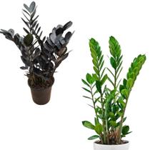 Zamioculcas verde e Black combo c/2 unidades adultas escritório natural