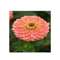 Zinnia Gigante da Califórnia Salmão - 300mg de Sementes