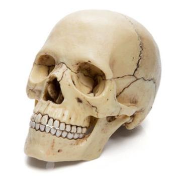 Imagem de Anatomia do Crânio