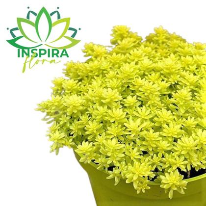01 Suculenta Carpete Dourado Sedum Japonicum Tokyo Sun Cuia 13