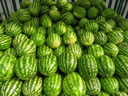 Imagem de 1.000 SEMENTES Melancia Híbrida Red Quality