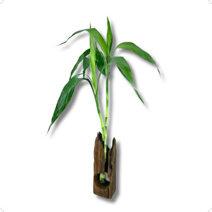 Imagem de 1 Bambu da Sorte Com 2 Haste Vaso Suporte de Madeira e Vaso Vidro Presente Sala Clínica