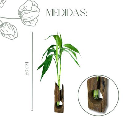 Imagem de 1 Bambu da Sorte Com 2 Haste Vaso Suporte de Madeira e Vaso Vidro Presente Sala Clínica
