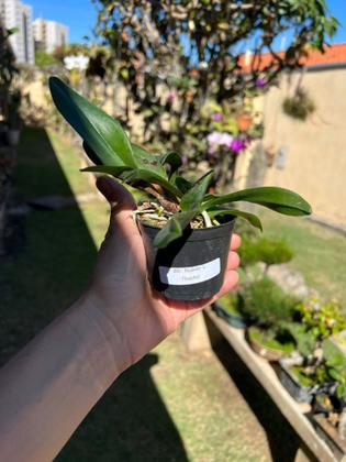 Imagem de 1  Muda De Orquidea Nobiles Thathá Identificada Top