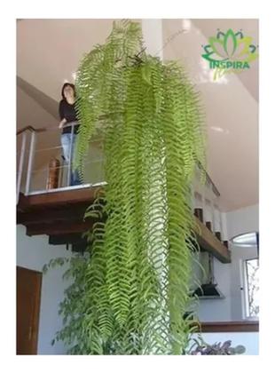 Imagem de 1 Samambaia De Metro Polypodium Persicifolium Pote20 Gigante