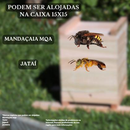 Imagem de 10 Caixas Inpa Abelhas Sem Ferrão Eucalipto 15x15