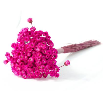 Imagem de 1200 Sempre Viva Florzinha Pink I Flores Desidratadas