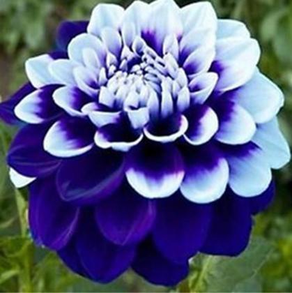 18 Sementes de Dália Dobrada Sortidas de várias cores - Jardinar