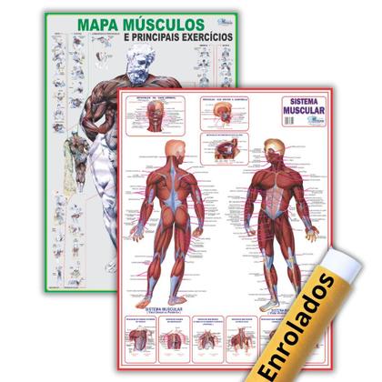 Imagem de 2 Mapas de Anatomia Humana Dobrados: Sistema Muscular + Principais Músculos e Exercícios