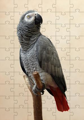 Imagem de 2 Quebra-Cabeças Inclusivos 40 peças  Aves Belas para Mentes Inteligentes