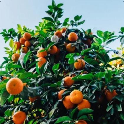 Imagem de 2 Unidades Fertilizante Adubo Líquido Forth Frutas 500ml - Pronto para Uso