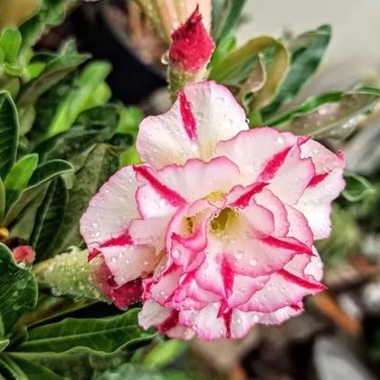 Imagem de 20 Sementes Rosa Do Deserto Sortidas Tripla Dobrada Simples