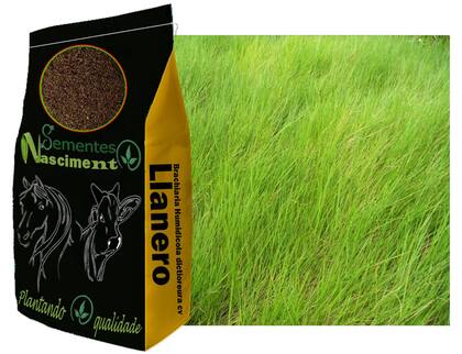 Imagem de 20kg Brachiaria Humidicola cv Llanero ótimo para bovinos e altamente tolerante a seca